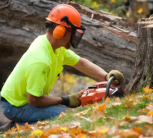 tree services Philmont